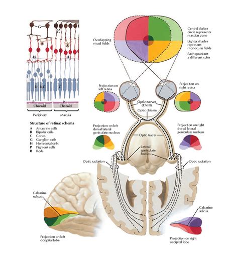 Optic Nerve Cn Ii Visual Pathway Schema Anatomy Pediagenosis