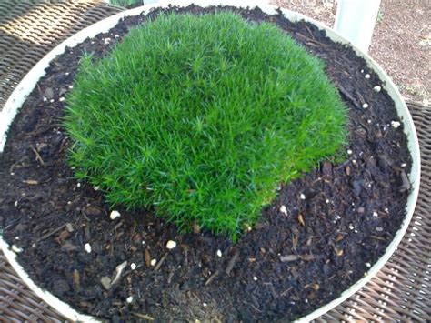 200pcs bag Irish Moss Seeds - Pure Bonsai