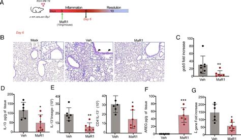 The Maresin 1LGR6 Axis Decreases Respiratory Syncytial Virus Induced