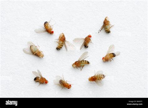 Drosophila Melanogaster Eye Color Variations Wild Type Red Eyed Flies