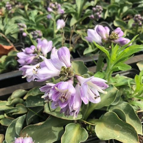 Hosta 'Blue Mouse Ears' (Hartlelie) - Vaste Tuinplanten