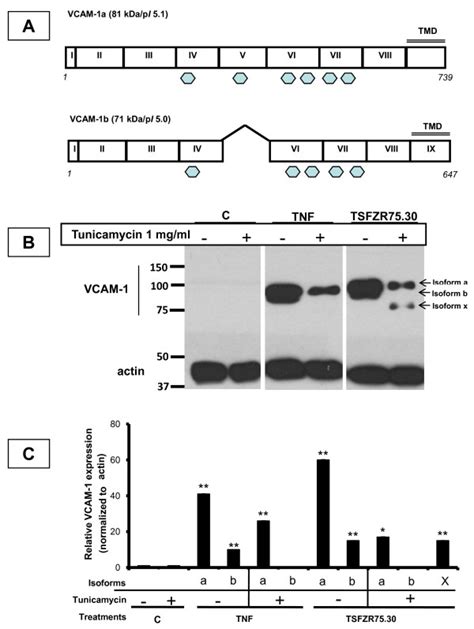 Expression Of VCAM 1 Cell Content Is Increased When HUVECs Are Treated