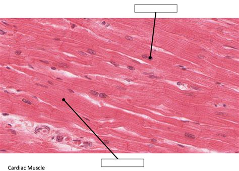 Cardiac Muscle Histology Diagram | Quizlet