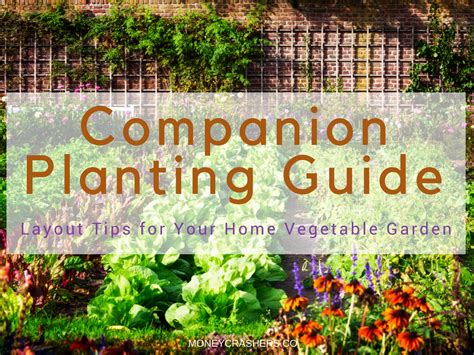 Companion Planting Guide Layout Tips For Your Home Vegetable Garden