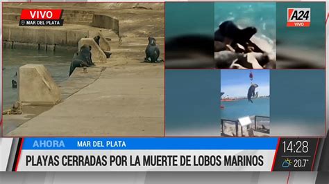 Alerta por gripe aviar en la costa Murieron más de 50 lobos marinos