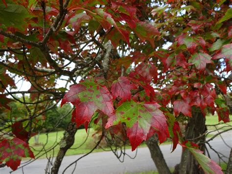 Fall Foliage is Underway - Catskill Forest Association