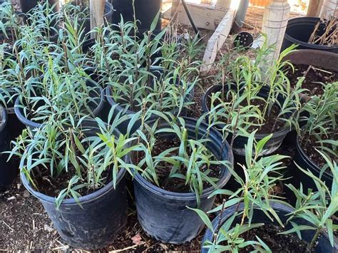 How To Grow Desert Willow From Cuttings Blooming Ranch