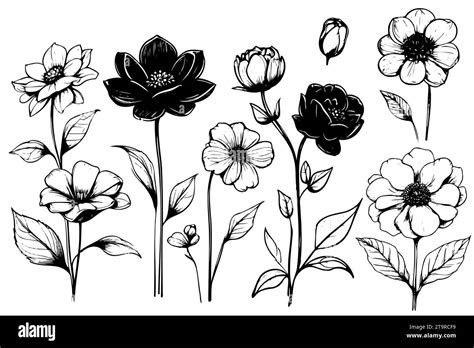 Collection Hand Drawn Plants Botanical Set Of Sketch Flowers And Branches Vector Stock Vector