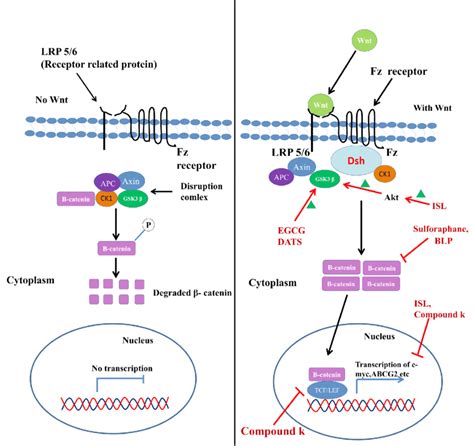 The Wnt Catenin Signaling And Its Interference By Natural Compounds