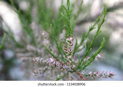 French Tamarisk Tamarix Gallica Pink Flowers Stock Photo 1134038906 ...