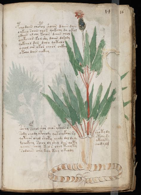 The Voynich Gallery The Complete Manuscript