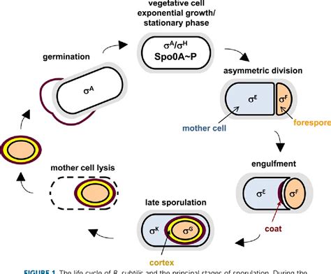 Figure 1 from Bacillus subtilis Systems Biology: Applications of -Omics Techniques to the Study ...