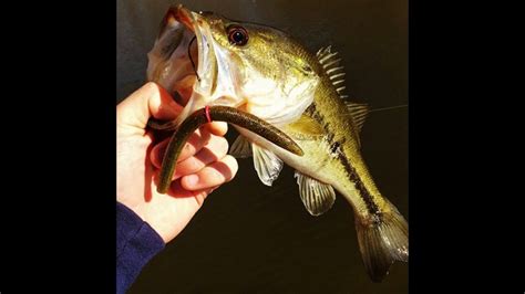 Effective Wacky Rigging For Largemouth Bass Fishing Tips Using