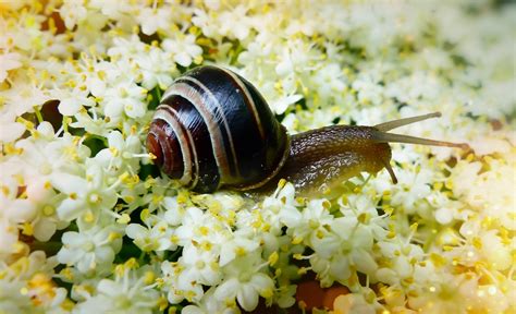 Discover The Beauty Of Snails Free HD Snail Pictures And Images For