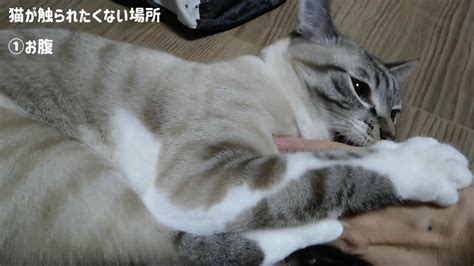 猫と仲良くなるコツ☆猫が喜ぶ撫で方と嫌がる触り方を部位別に解説【動画あり】 かれんともみじの「快適猫暮らし」