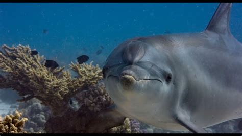 Tráiler De La Película Delfines La Vida En El Arrecife Delfines La