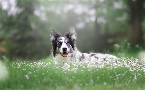 Download Wallpapers Border Collie White Dog Spotted Dog Green Grass