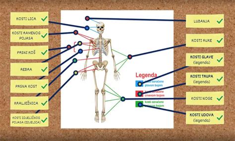 Sustav Organa Za Kretanje Kostur I Kosti Ovjeka Biologija Razred