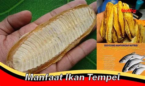 Temukan 5 Manfaat Ikan Tempel Yang Jarang Diketahui Biotifor