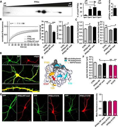 Frontiers Phosphorylation Of The Actin Binding Protein Profilin2a At