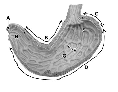 Stomach Diagram | Quizlet