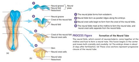 Neural Tube And Neural Crest Formation Prenatal Development