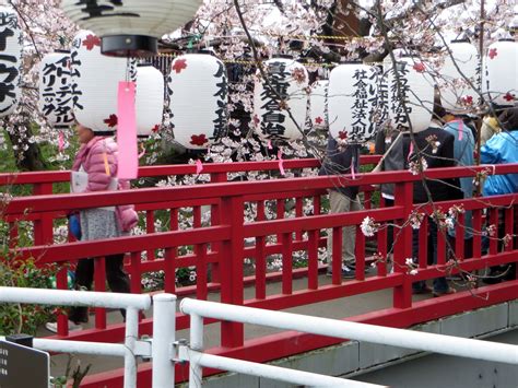 満開の下渋田川桜まつり（伊勢山）／松と砂丘の里 松が丘／地元密着 ちいき情報局