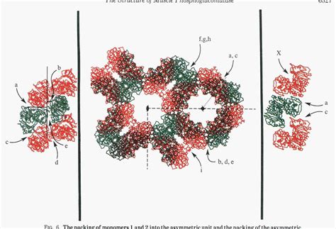 Figure 2 from The crystal structure of muscle phosphoglucomutase ...