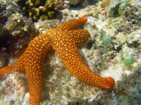 Premium Photo | Starfish underwater