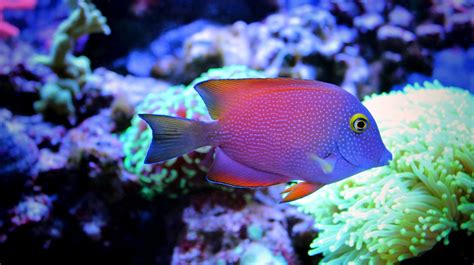 20 Best Saltwater Aquarium Fish Species Guide For Beginners