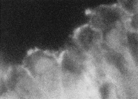 Binding of the B. mori aminopeptidase N antibody to BBMV extracts ... 