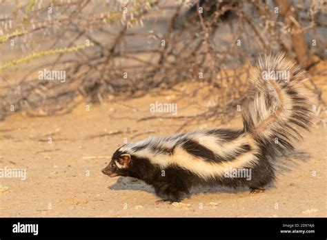 Striped Polecat Or African Polecat Ictonyx Striatus Captive Private