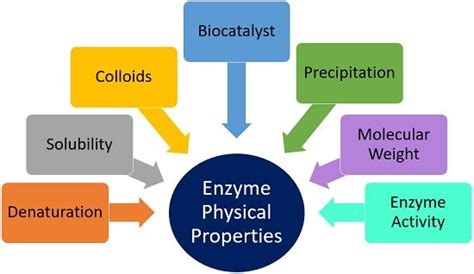 General Properties Of Enzyme Physical And Chemical Properties Biology