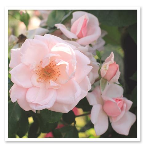 Rose New Dawn, Climbing Rose - Sugar Creek Gardens