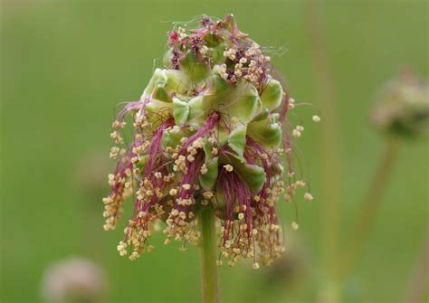 Burnet/salad burnet - characteristics, cultivation and use - live ...