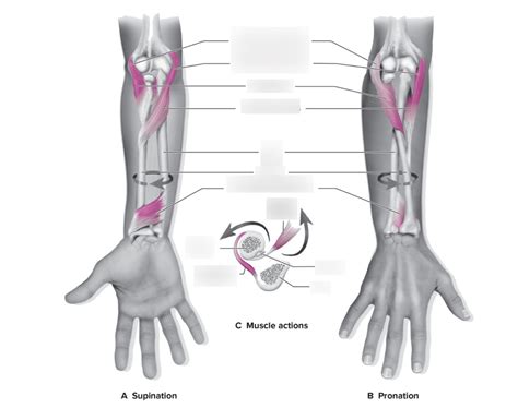 Anterior Elbow Radioulnar Joint Muscle Movements Diagram Quizlet