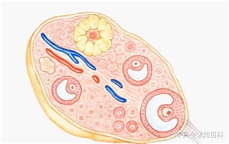 排卵是什么感觉？如何计算排卵时间？这几点一定要注意！ 知乎