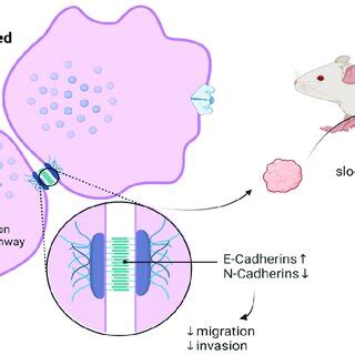 Piezo1 Downregulation Is Linked To Higher Expression Of P53 And Bax