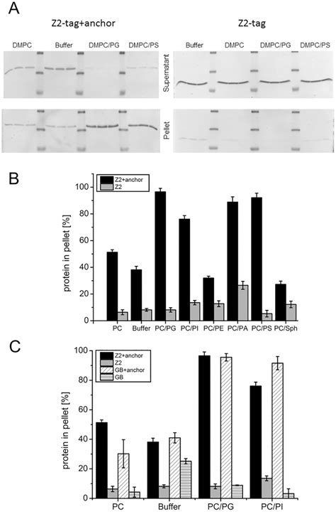 Lipid Pull Down Assay A Coomassie Stained Sds Page With The Proteins