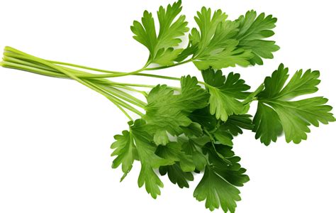 Parsley Png With Ai Generated Png