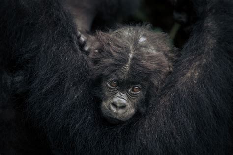 baby gorilla cleveland zoo