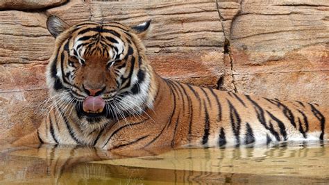 Tiger Fatally Shot After Biting Arm Of Man Near Enclosure