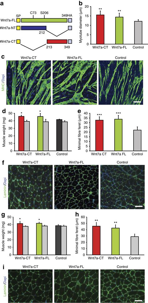 Wnt7a CT Induces Hypertrophy In Differentiated Myotubes And Myofibres