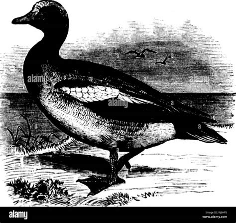 The Water Birds Of North America Microform Birds Water Birds Oiseaux Oiseaux Aquatiques