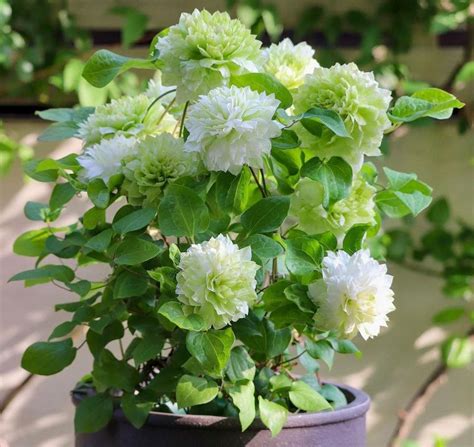 Клематис Кохана (Kohana) – Растения 26