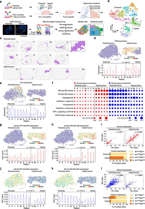 Spatial Transcriptomics Analysis Unveils An Increased Expression Of