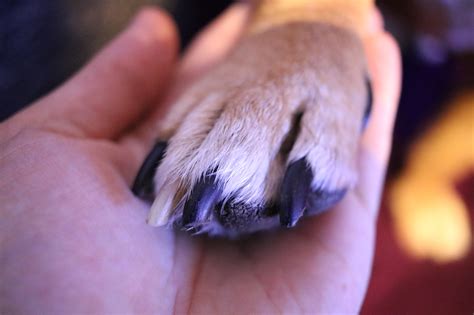 how to cut the dog nails 5