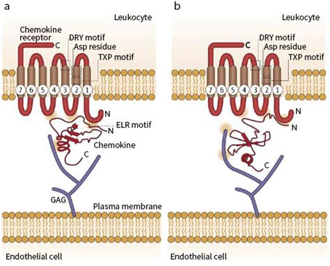 Chemokine Structure and Function | Sino Biological