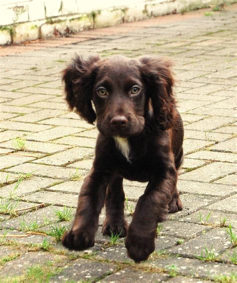 Boykin Spaniel Puppy Beautiful Dogs Dog Breeds Boykin Spaniel Puppies