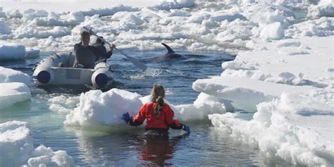 Several Dolphins Removed From Dildo Cove More Remain VOCM